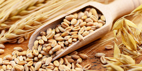 Brabender food Image foodproduction